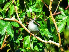 sanhaco-cinzento nome scientifique thraupis sayaca photo