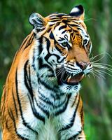 photo fermer paysage coup de une Bengale tigre avec vert herbe