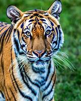 photo fermer paysage coup de une Bengale tigre avec vert herbe