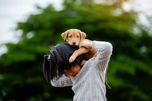 Jeune fille pièces avec une peu chiot Heureusement inter-espèces l'amour l'amour de gens et animaux domestiques photo