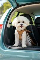 mini mignonne maltais bichon chien séance à retour de voiture prêt pour Voyage ai généré photo