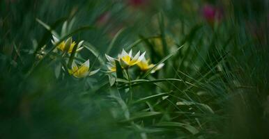 blanc tulipes parmi vert herbe, été journée photo