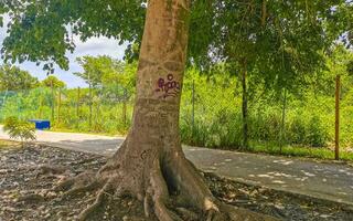 énorme magnifique kapok arbre ceiba avec des pointes au mexique. photo