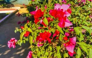 bougainvilliers fleurs blanches roses fleurissent à puerto escondido mexique. photo