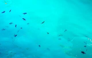 plongée en apnée sous-marin vues poisson coraux turquoise l'eau rasdhoo île Maldives. photo