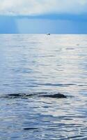 énorme requin baleine nage à la surface de l'eau cancun mexique. photo