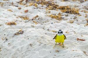 grand oiseau quiquivi jaune oiseaux mangeant sargazo sur la plage mexique. photo