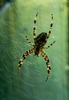 femelle araneus cavalique sur une la toile. traverser les araignées sont nocturne. flou vert Contexte. photo