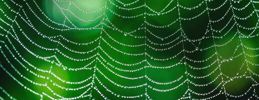 Naturel Contexte. toiles d'araignées dans rosée gouttes sur une vert plante photo