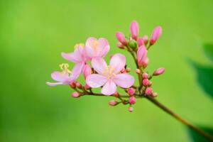 rose fleur sur vert flou Contexte photo