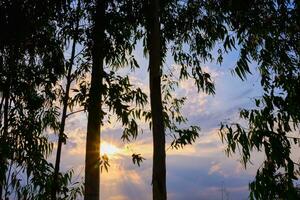 eucalyptus des arbres dans le Matin lumière du soleil photo