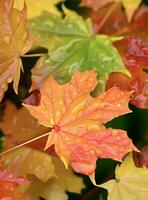 érable feuilles symboliser accueillant l'automne. photo