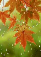 érable feuilles symboliser accueillant l'automne. photo
