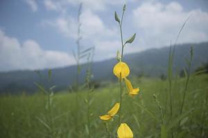 fleurs jaunes dans le jardin photo