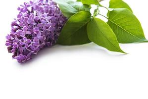 fleurs lilas sur fond blanc photo