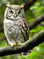 mignonne hibou oiseau proche en haut photo