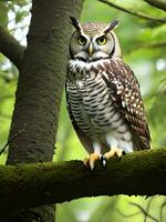 mignonne hibou oiseau proche en haut photo