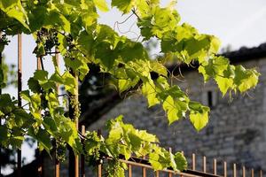 plantes de vignes et raisins encore verts dans la province du lot, france