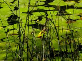 nénuphar, province de soria, castilla y leon, espagne photo