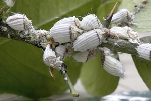 Cochenille cotonneuse dans les citronniers à Madrid, Espagne photo