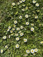 les premières marguerites apparaissent avec l'arrivée du printemps à madrid, espagne photo