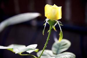 bouton de rose jaune dans un jardin de madrid, espagne