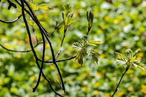 fermer de le bourgeons, tige et petit Jeune vert feuilles de sorbus torminalis l. ensoleillé printemps journée . photo