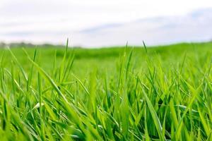 champ de texture d'herbe verte fraîche en arrière-plan photo