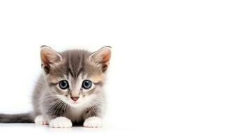 petit gris chaton isolé sur blanc Contexte. duveteux chaton avec blanc pattes et bleu yeux fermer. généré par ai photo