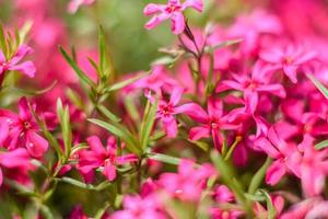 belles fleurs roses sur fond de plantes vertes. fond d'été. flou artistique photo