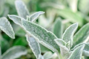 belles plantes vertes dans le jardin par une chaude journée d'été photo