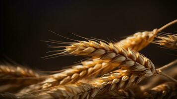 macro photo de blé la graine Contexte ai génératif