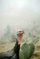 sauvage dinde et opuntia dans Naturel paysage photo