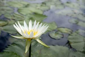 serein l'eau lis jardin par le Lac photo