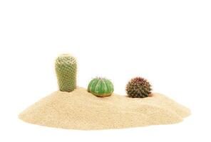 cactus dans le désert le sable tropical Naturel les plantes isolé sur blanc Contexte photo
