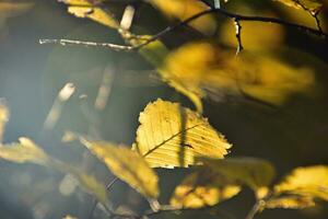coloré l'automne feuilles sur une arbre branche dans le chaud ensoleillement photo