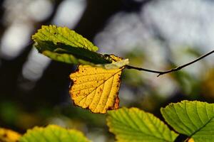 coloré l'automne feuilles sur une arbre branche dans le chaud ensoleillement photo