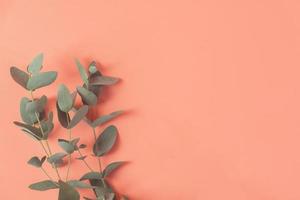 feuille d'eucalyptus reposait sur fond rose. concept de fond d'été. photo