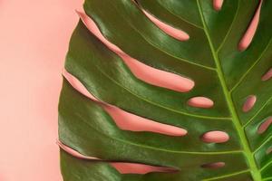 les feuilles de monstera s'étendent sur fond rose photo