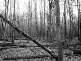 belle photo montre un vieil arbre cassé