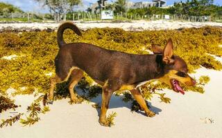 chien drôle mignon marron jouer ludique sur la plage mexique. photo