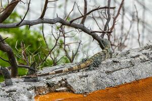 mexicain iguane mensonges sur mur dans tropical la nature Mexique. photo