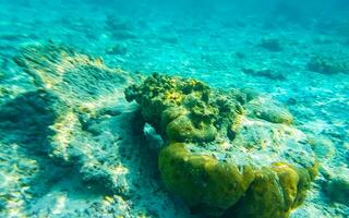 plongée en apnée sous-marin vues poisson coraux turquoise l'eau rasdhoo île Maldives. photo