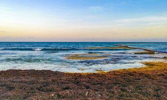 belle plage des caraïbes totalement sale sale méchant problème d'algues mexique. photo