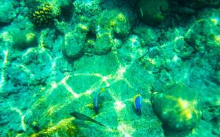 plongée en apnée sous-marin vues poisson coraux turquoise l'eau rasdhoo île Maldives. photo
