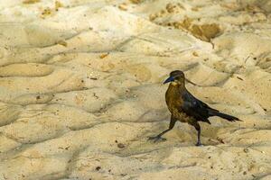 à grande queue quiscale oiseau des oiseaux en marchant sur plage le sable Mexique. photo