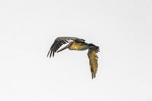 bel oiseau pélican pélicans oiseaux volant au-dessus de la mer mexique. photo