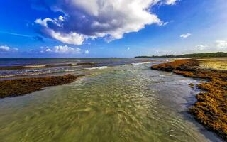 belle plage des caraïbes totalement sale sale méchant problème d'algues mexique. photo