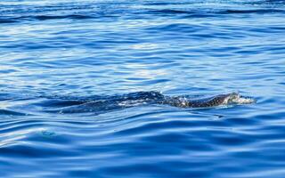 énorme requin baleine nage à la surface de l'eau cancun mexique. photo