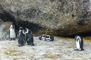 Sud africain pingouins colonie de à lunettes pingouins manchot cap ville. photo